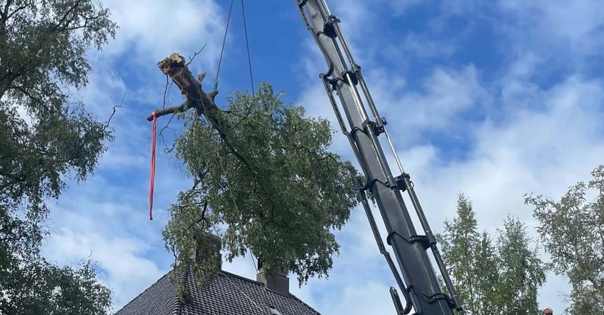 Kran løfter tre over hus